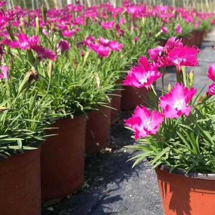 批发基地 欧石竹小苗 青州宿根草花批发 欧石竹批发