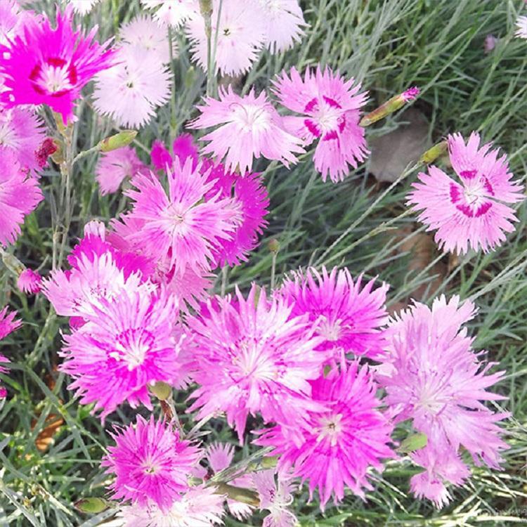 欧石竹苗 青州草花种植基地 欧石竹基地 基地供应