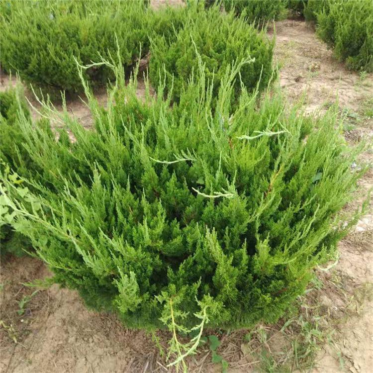 小龙柏价格 批发基地 小龙柏树苗 山东绿化苗木种植