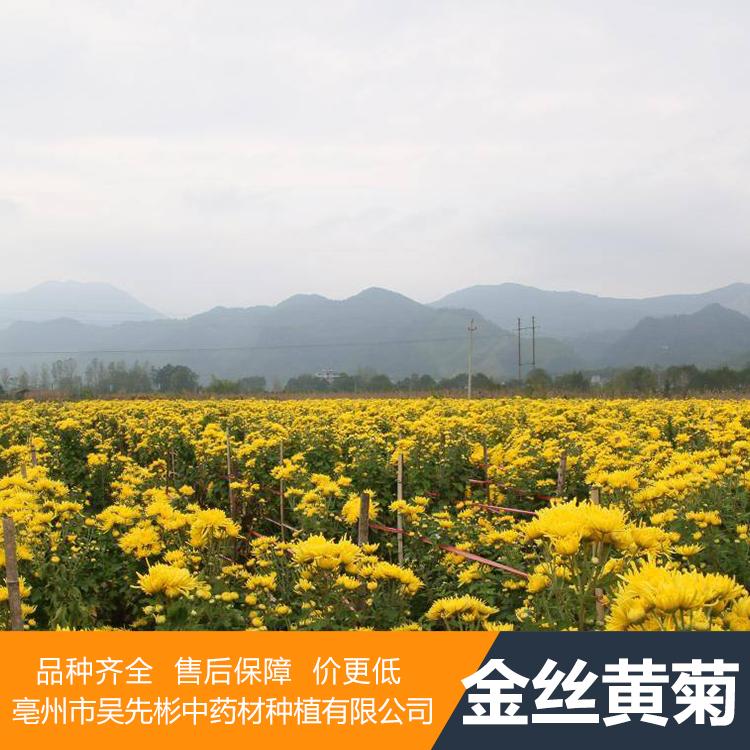 金丝皇菊种苗 金丝皇菊苗价格