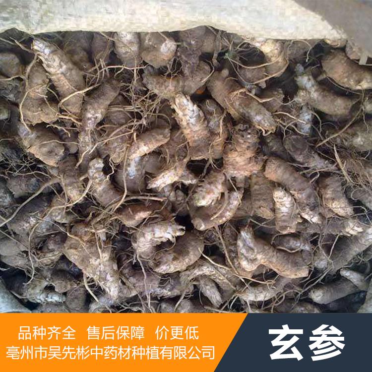 玄参种苗 玄参苗 玄参苗价格