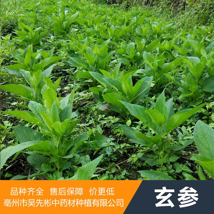 玄参种苗