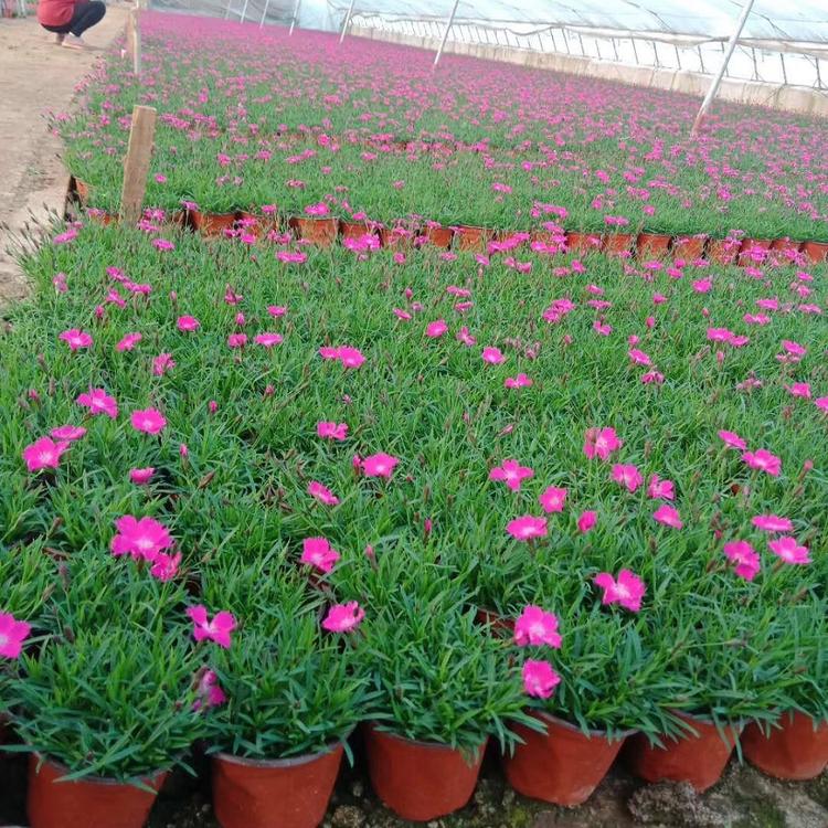 好品质欧石竹 欧石竹苗价格 咨询映雪花卉 欧石竹种植基地