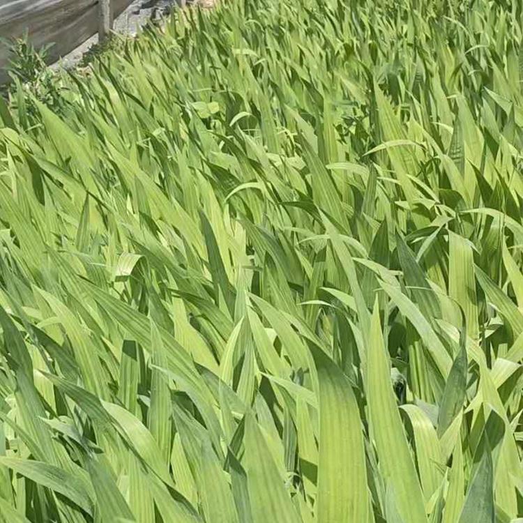 水生鸢尾种植 水生植物培育 水生鸢尾小苗 采购基地