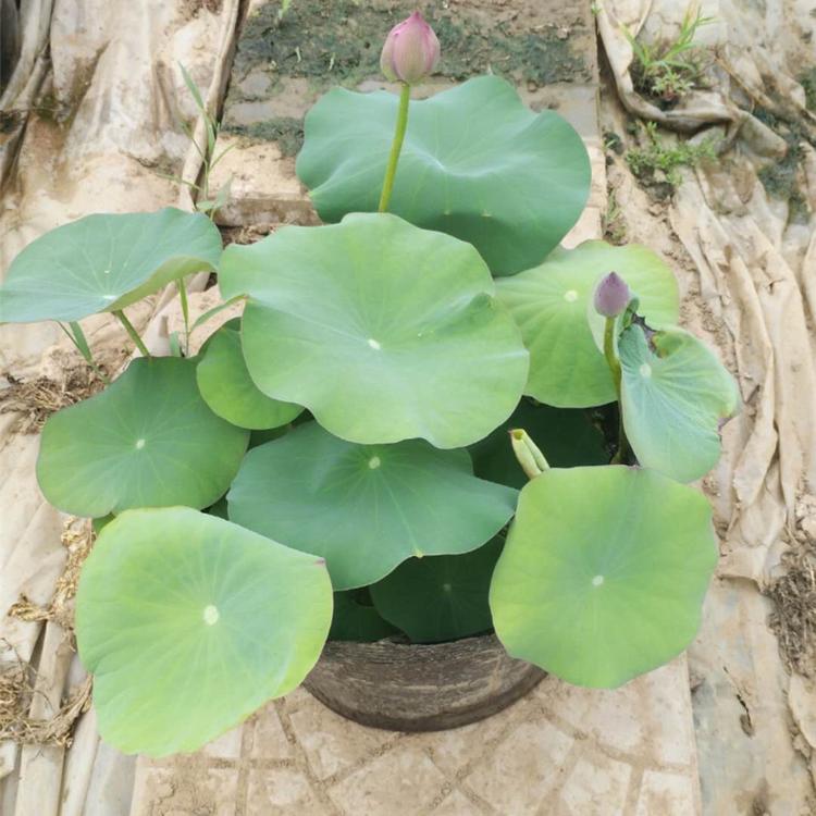 荷花盆栽苗 青州荷花培育 现货供应 荷花批发价格