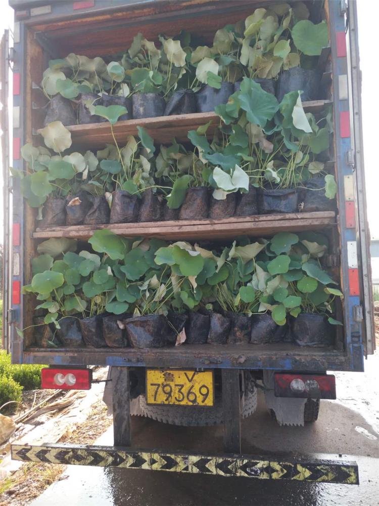 荷花供应商 苗圃供应现货 荷花盆栽苗 山东水生植物基地