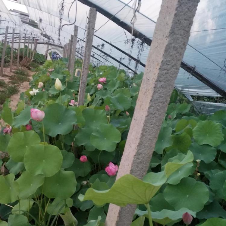 荷花批发价格 苗圃供应现货 盆栽莲花 青州荷花培育