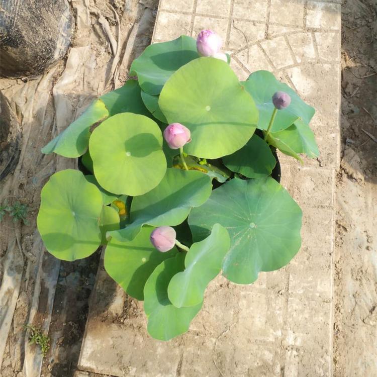 荷花盆栽苗 山东水生植物基地 苗圃供应现货 荷花苗价格
