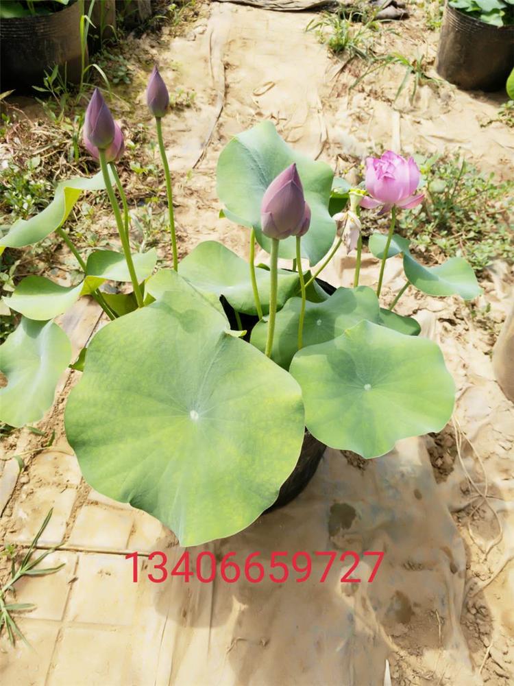 青州水生草本植物批发商 销售盆栽荷花 苗圃供应现货莲花