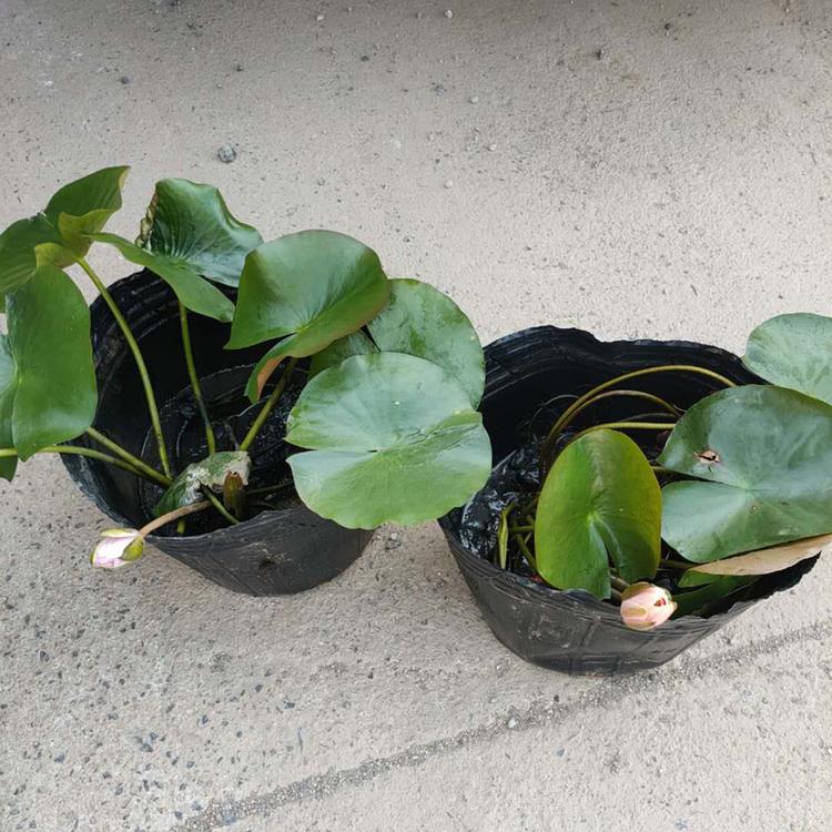 观赏植物睡莲 山东水生植物基地 大量供应睡莲