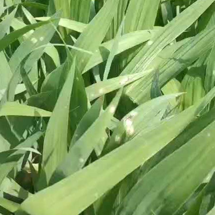 山东鸢尾小苗 苗圃供应现货鸢尾小苗 鸢尾批发