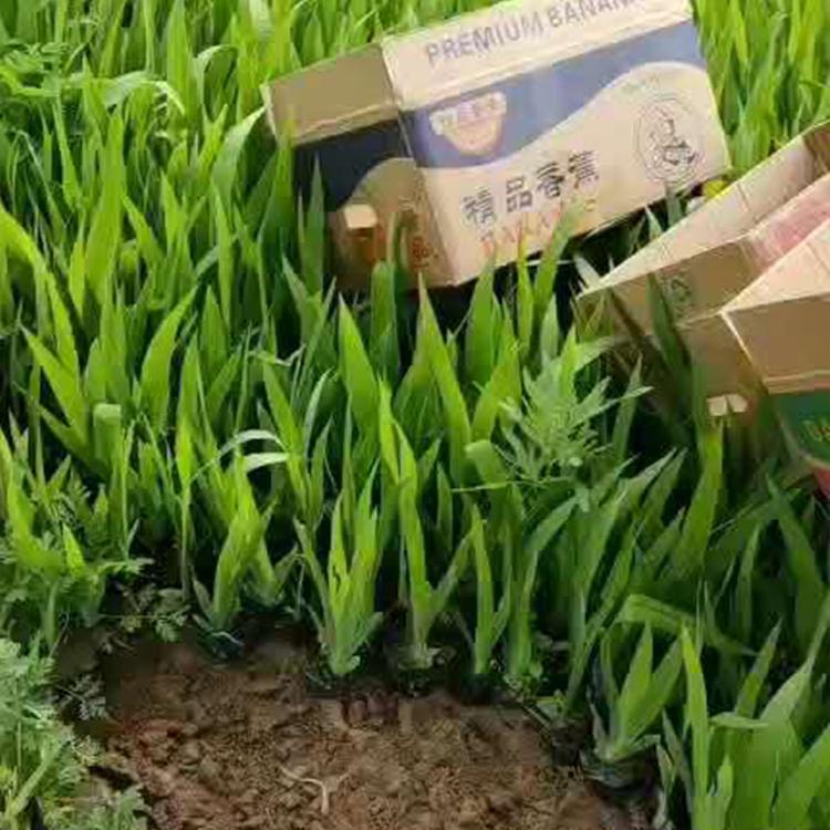 基地供应鸢尾 青州鸢尾直销 鸢尾
