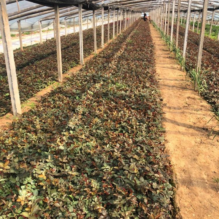 大花月季基地批发 大量现货出售大花月季