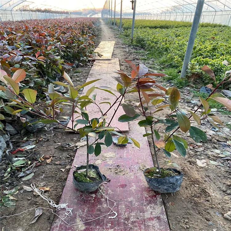 大量直销红叶石楠小苗    红叶石楠价格