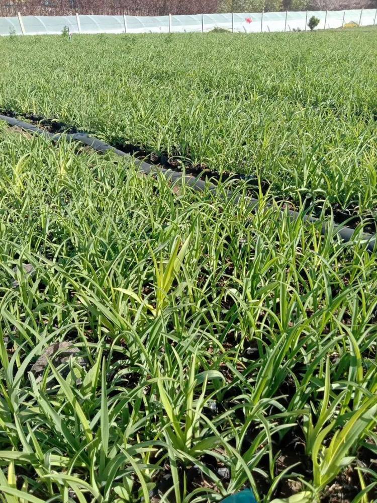 大花萱草 大花萱草基地 大花萱草批发 大花萱草价格 大花萱草用途