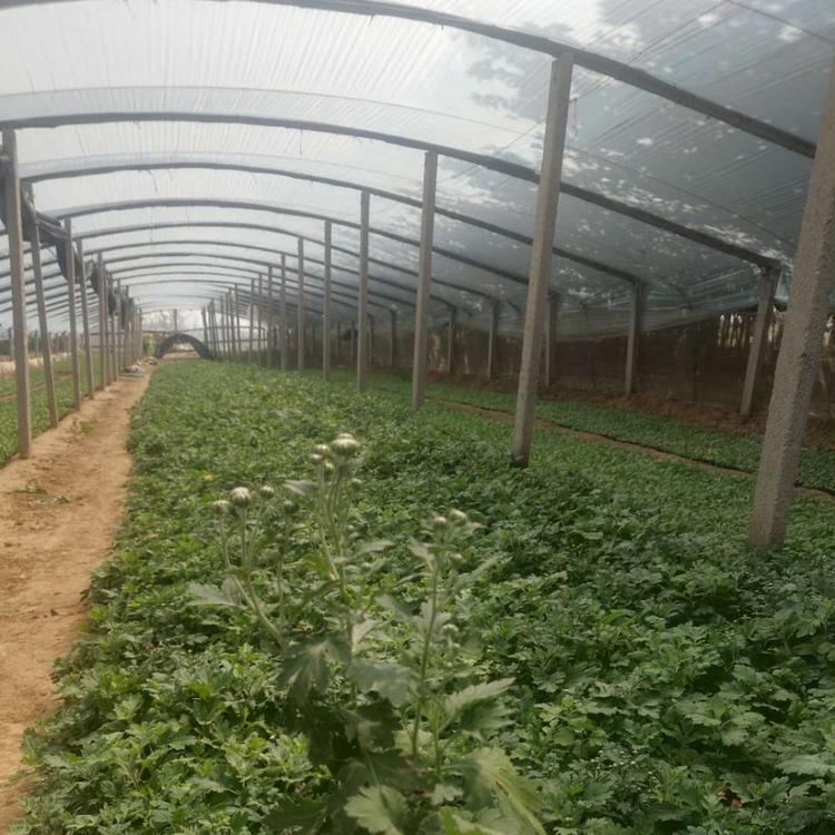 地被菊 地被菊批发 地被菊基地 地被菊价格 地被菊用途