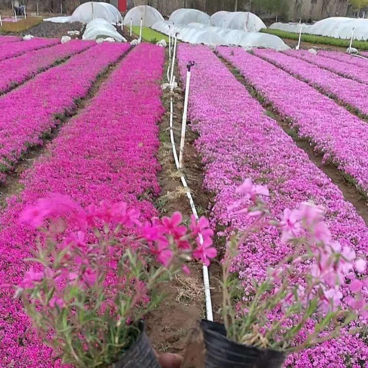 丛生福禄考价格 芝樱价格 丛生福禄考报价 芝樱报价