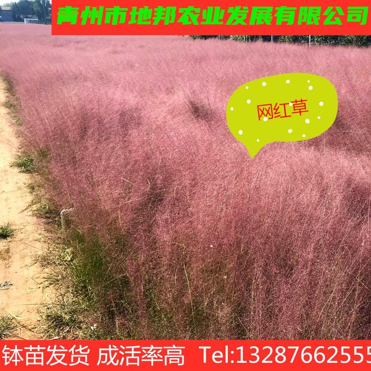 粉黛乱子草 粉黛乱子种植基地 网红粉黛乱子草 粉黛乱子草花海