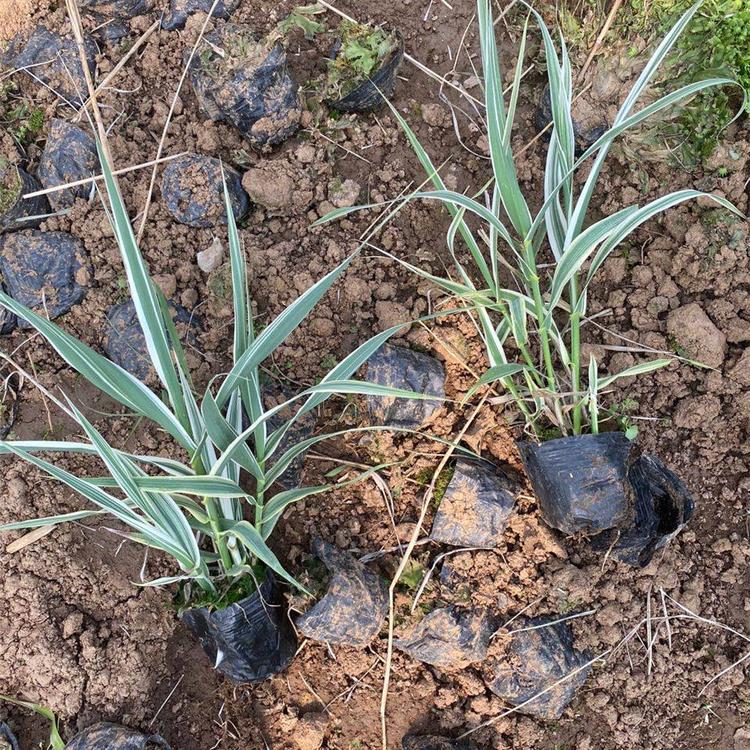 直销花叶芦苇 水生花卉花叶芦苇 花叶芦苇苗 花叶芦苇价格