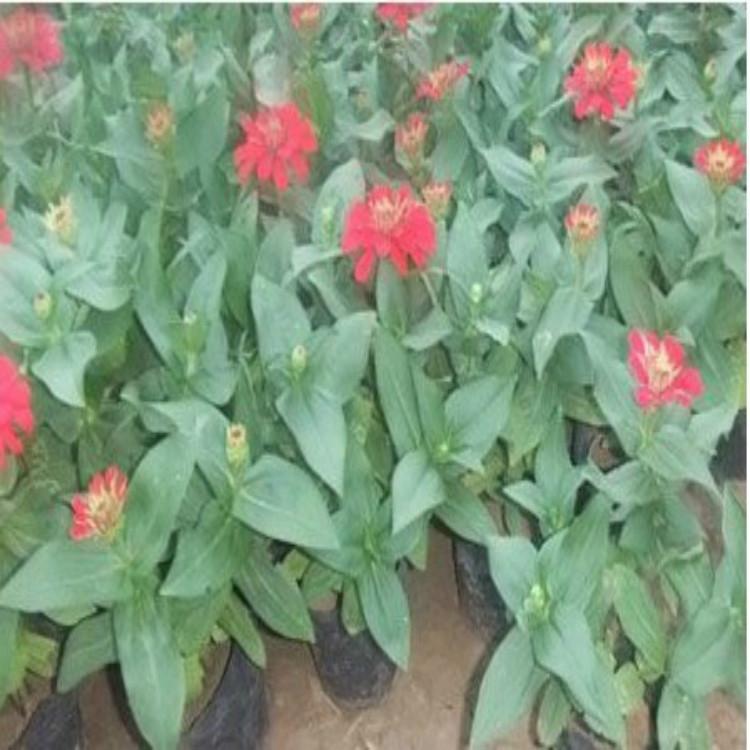百日草 百日草批发基地