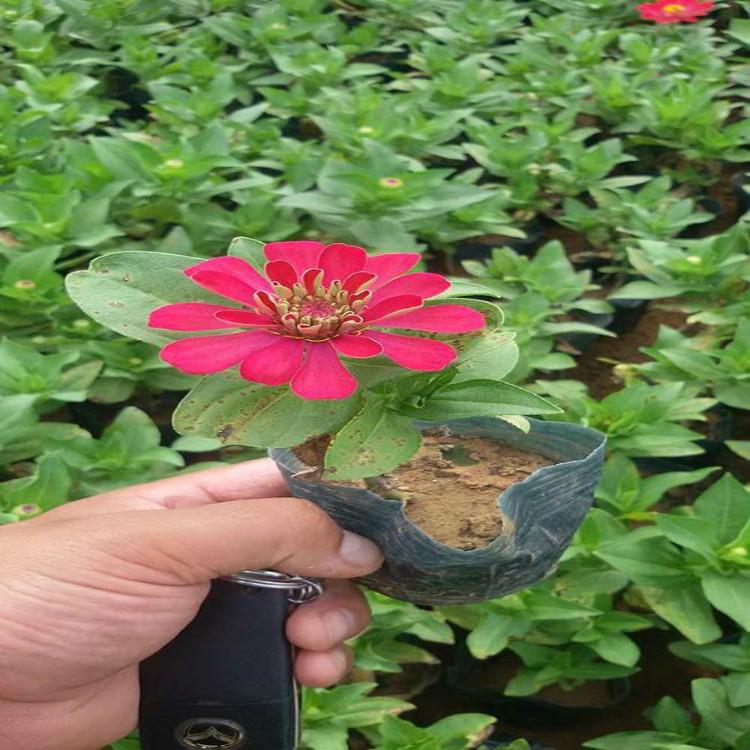 百日草价格 百日草供应基地