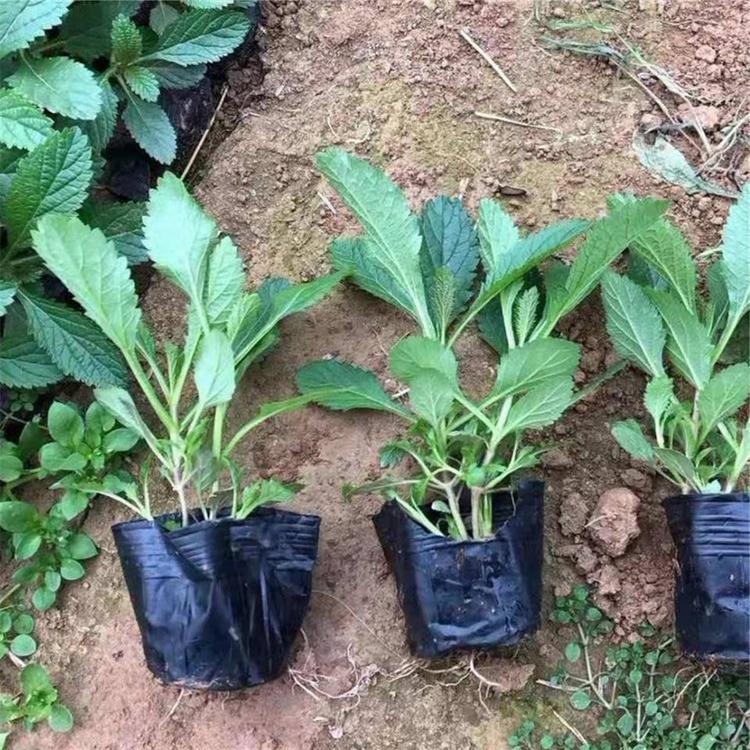 地被金娃娃萱草 观赏草花价格 苗圃 金娃娃萱草直销