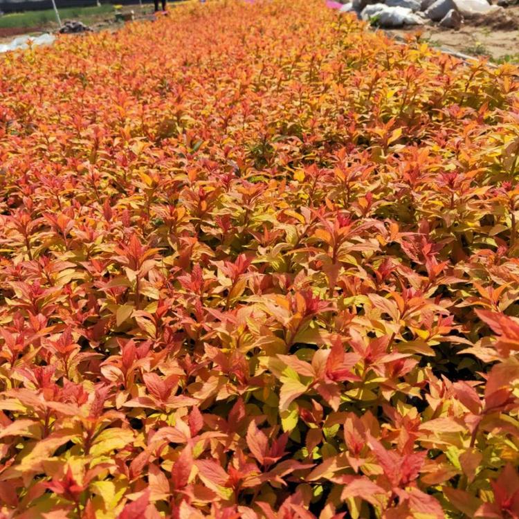 绣线菊价格 金焰绣线菊小苗 金山绣线菊批发直销 花卉苗木批发