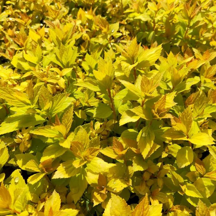 绣线菊价格 金山绣线菊小苗 金焰绣线菊批发直销 花卉苗木批发