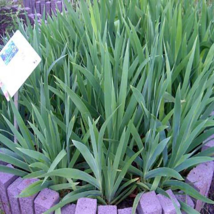 红花萱草批发基地 红花萱草