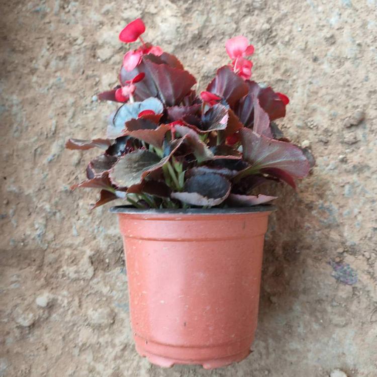 泽鑫花卉 四季海棠基地批发大量盆栽观赏花卉