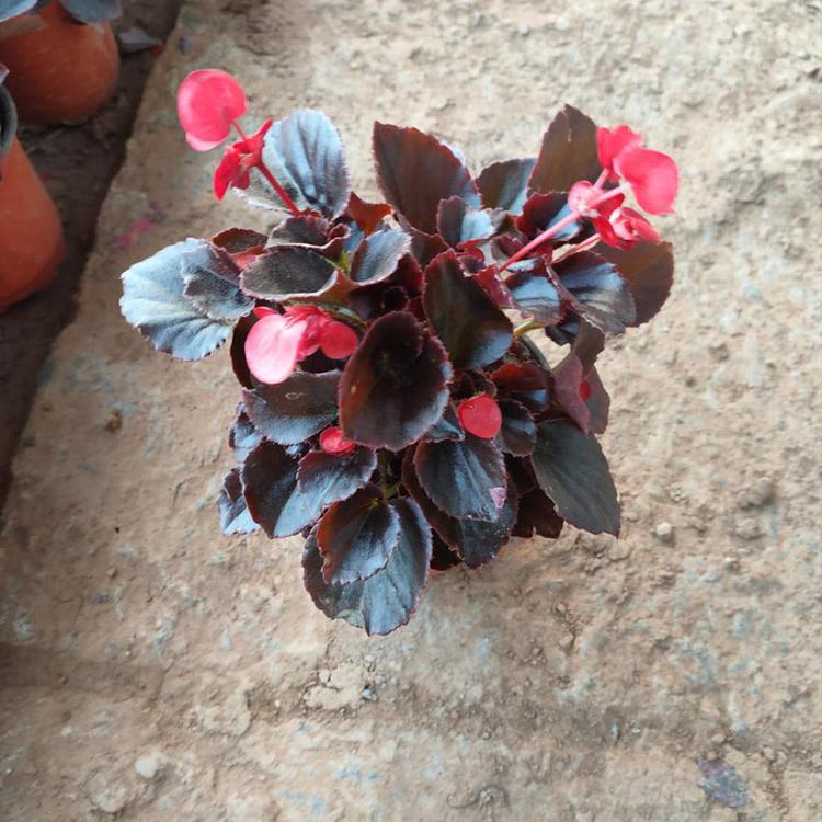 花朵成簇的四季海棠杯苗批发 长势好易成活