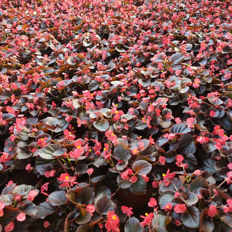 出售观赏花卉 四季海棠 花色鲜艳的四季海棠杯苗