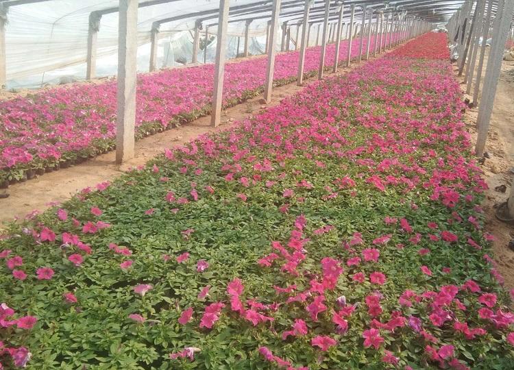山东牵牛花 矮牵牛花基地 牵牛花种植基地松青花卉