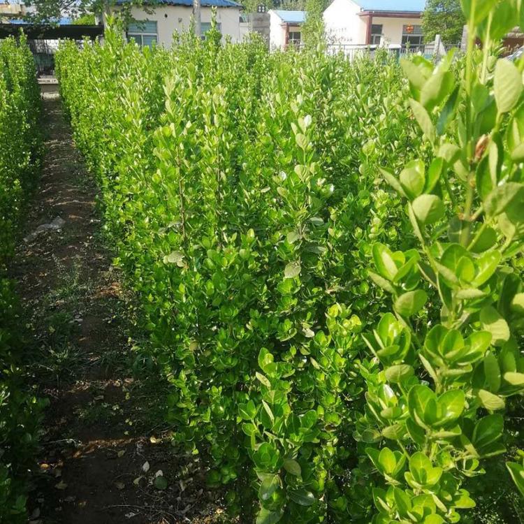 绿篱绿化工程用北海道黄杨树苗 小苗 价格实惠