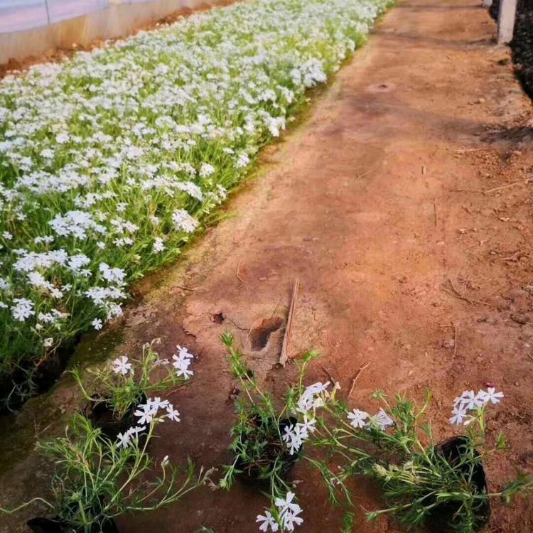 园林景观用苗 丛生福禄考 基地批发丛生福禄考苗