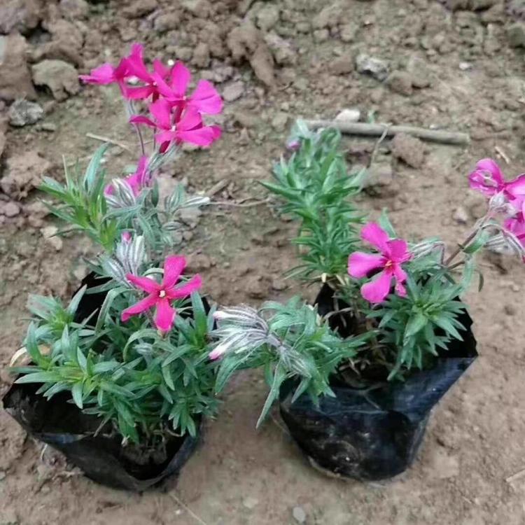 丛生福禄考花海 青州草花丛生福禄考 丛生福禄考种植苗圃直供