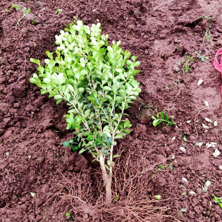 青州瓜子黄杨种植批发基地 正艳花卉 瓜子黄杨价格