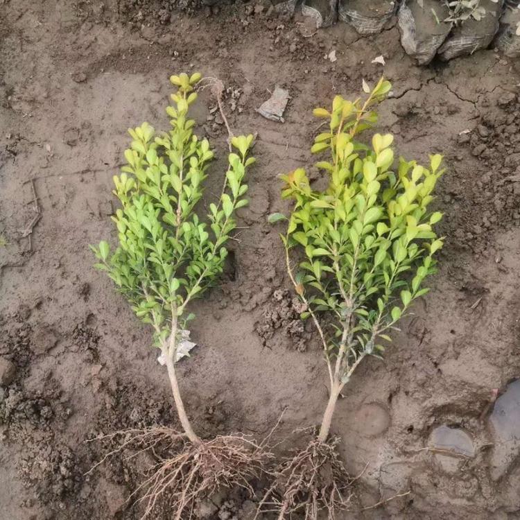 青州基地直销的瓜子黄杨树苗价格 瓜子黄杨规格