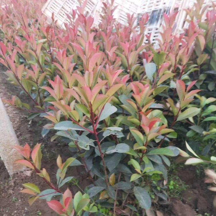 红叶石楠高度30公分左右 青州红叶石楠苗 批发直销