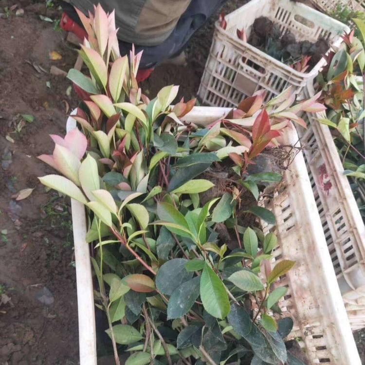 红叶石楠具有较强抗阴和抗干旱能力 叶片红艳亮丽