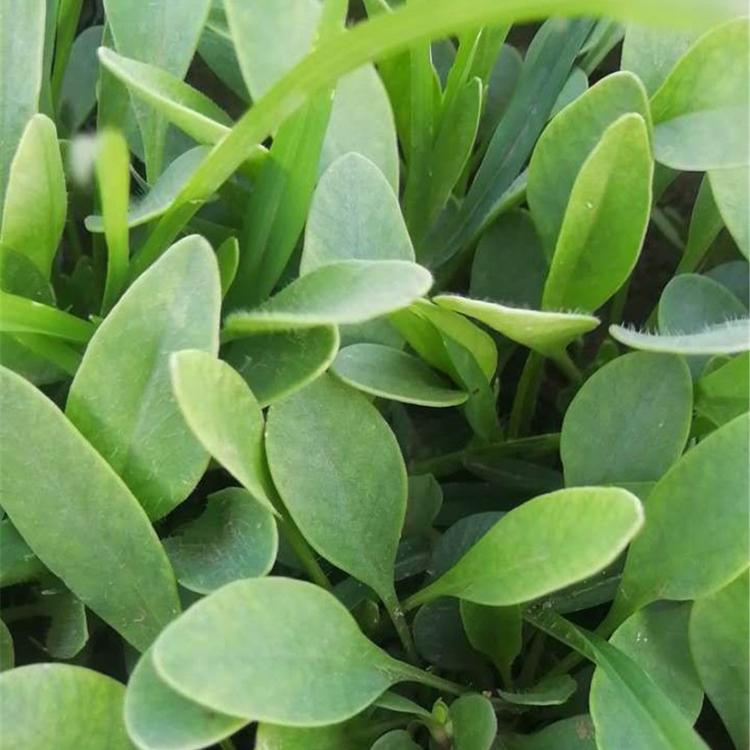 金鸡菊小苗 多年生宿根植物批发商 正艳