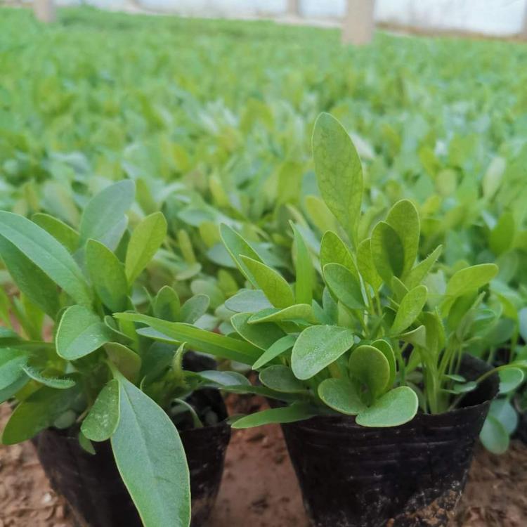 金鸡菊小苗批发山东大花金鸡菊种植基地