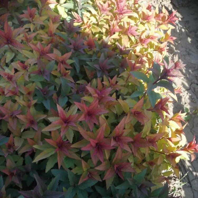 基地供应金馅绣线菊 观赏花卉金馅绣线菊苗报价