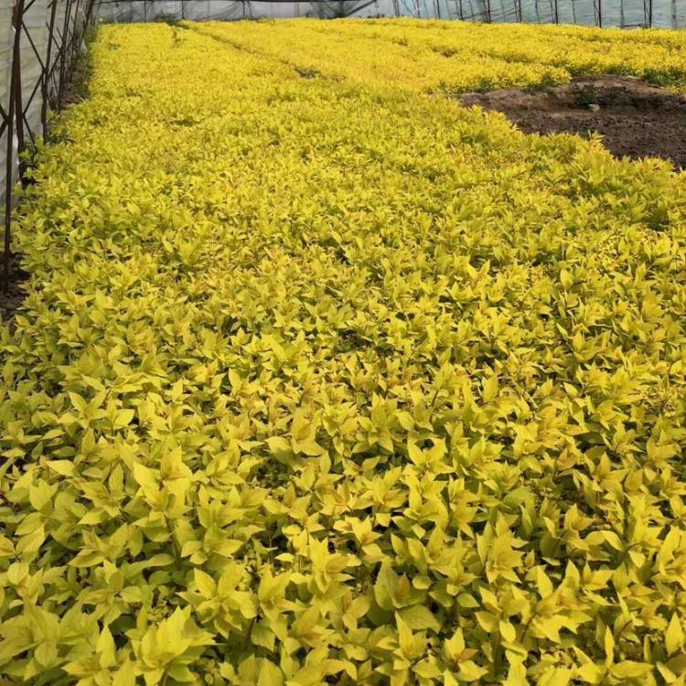 批发直销落叶灌木金馅绣线菊 金山绣线菊小杯苗 绣线菊价格