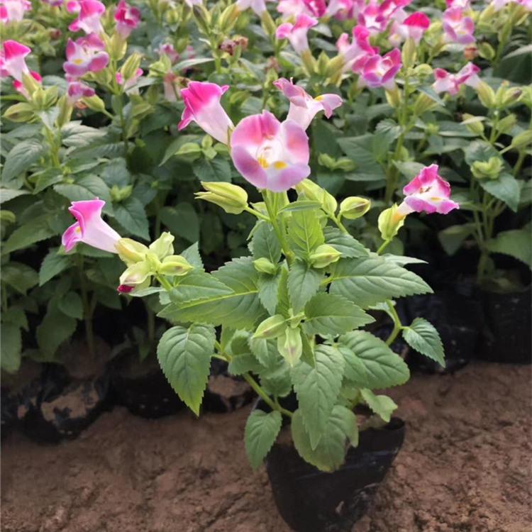 五一组摆草花 垂钓牵牛 矮牵牛 夏堇 三色堇 角堇批发