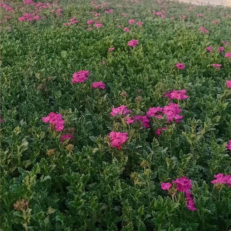 美女樱基地直供 青州正艳花卉培育优良美女樱小苗