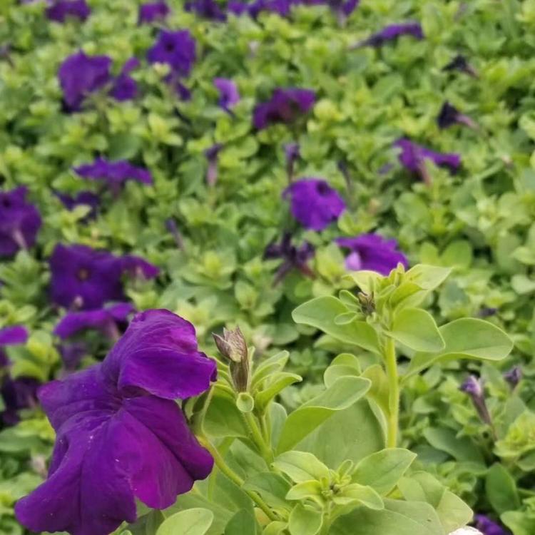绿化用牵牛花批发 牵牛花大量供应 正艳花卉牵牛花培育