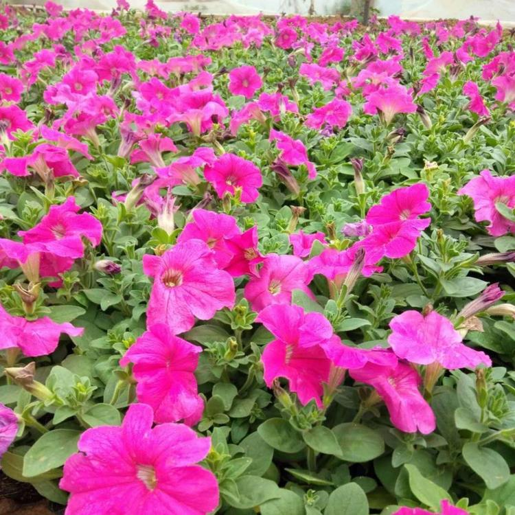 工程绿化垂吊牵牛花 垂吊牵牛花苗 青州花卉基地直销