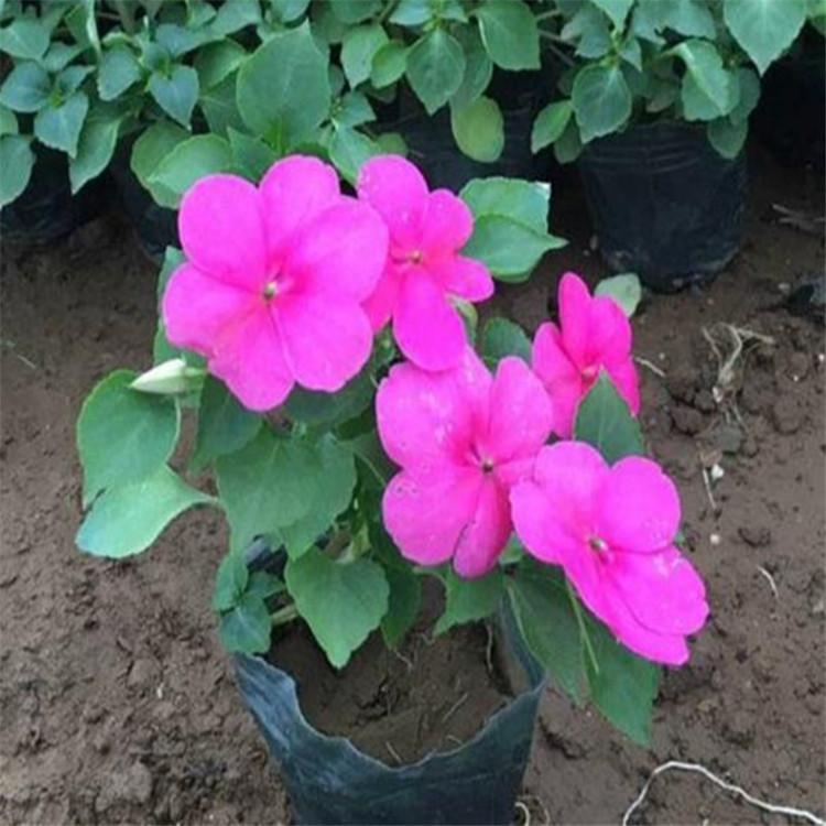 非洲凤仙花批发价格 凤仙花花苗销售
