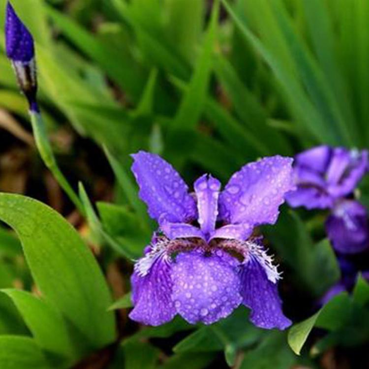江浩花卉苗木供应 蓝花鸢尾小苗报价 不择土壤适应性较强